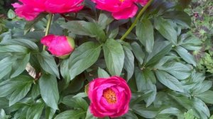 Пион Паула Фей/ Paula Fay