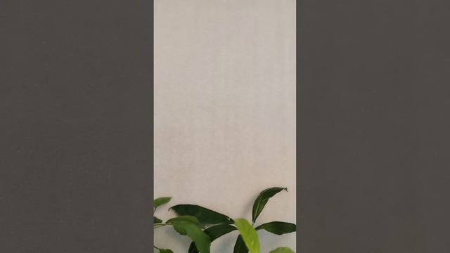 Излишки растений от 28.04.2025 г. смотреть онлайн