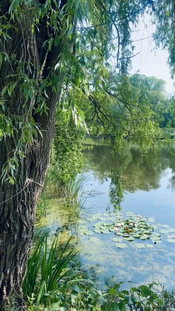 Лилии в цвету#nature #flowers #summer #лето #природа смотреть онлайн