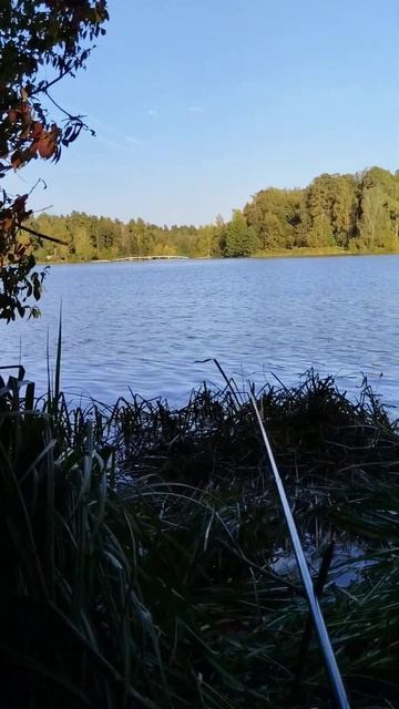 А на том берегууу незабудки цветут.. смотреть онлайн