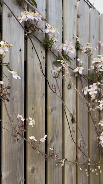 Clematis montana/клематис Монтана/#shortsvideo смотреть онлайн
