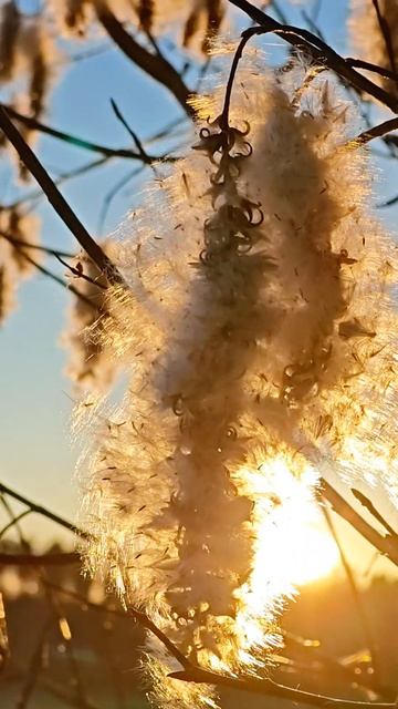 Ольховые сережки на ☀️ смотреть онлайн