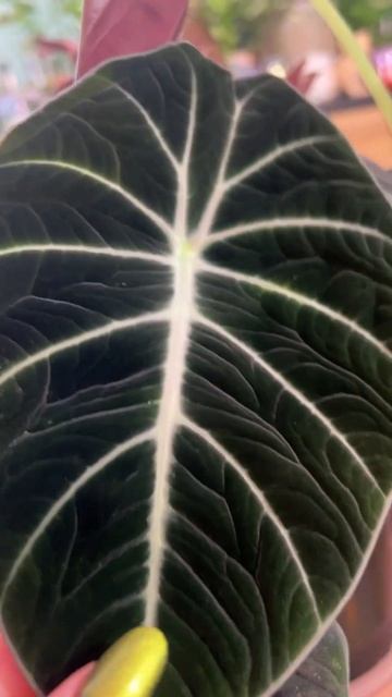 #алоказия #alocasia #растения #plantlover #plants #blackvelvet смотреть онлайн