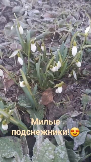 Милые подснежники!😊 смотреть онлайн