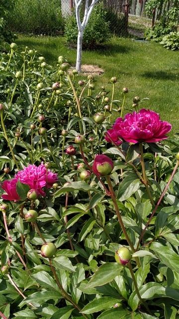 Пионы. 03.06.2023 смотреть онлайн