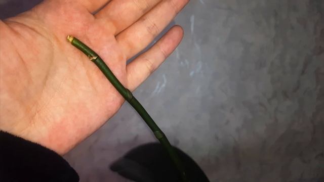 Как правильно срезать цветонос у орхидеи смотреть онлайн