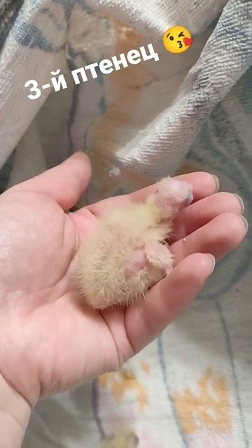 3-му птенцу 5 дней #люси #корелла #лютик #птенцы #птица смотреть онлайн