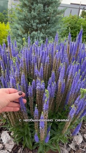 САДОВОДЫ БЕРИТЕ НА ЗАМЕТКУ! смотреть онлайн