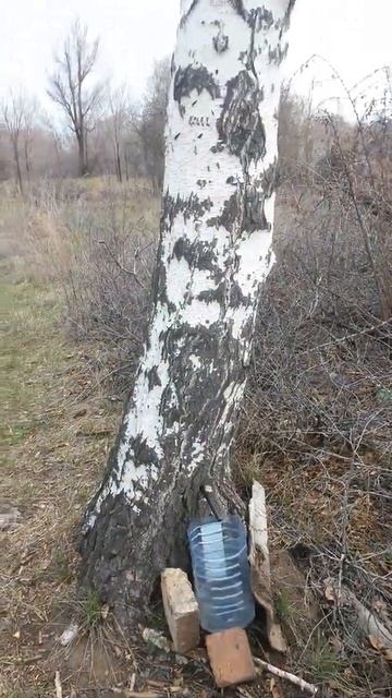 Берёзу кто-то хищнически эксплуатирует, а она листочк? смотреть онлайн