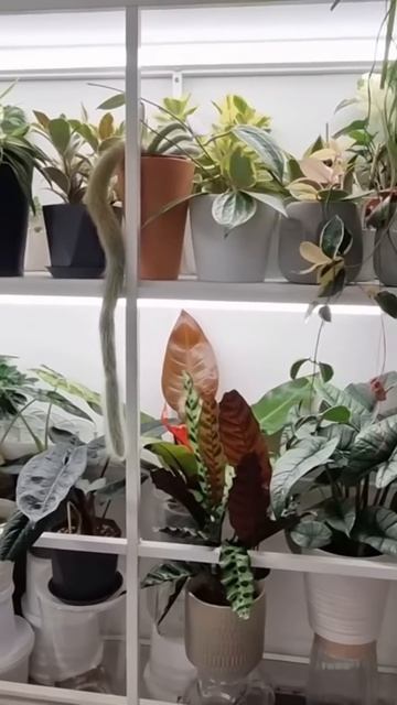 2 Обзор комнатных растений #цветы #обзор #garden #gardenplants #top смотреть онлайн