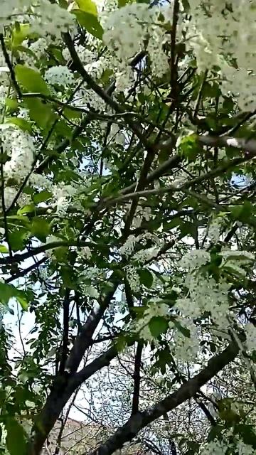 Черёмуха зацвела. Сад. Ландыши. Солнечный апрель 2024. смотреть онлайн