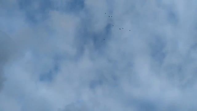 Голубиная стая. 20 октября. смотреть онлайн
