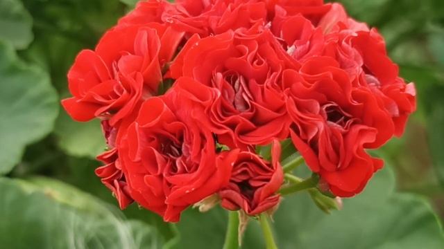 ПЕЛАРГОНИЯ СУТАРВЕ НАДЯ КОЛЛЕКЦИЯ ЛИПАТОВОЙ АНАСТАСИ смотреть онлайн