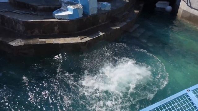 Медвежата прыгали по одному, а потом стали прыгать парой. 26.04.2024 смотреть онлайн