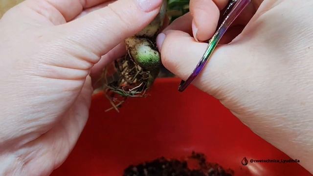 Обрезка центрально корня адениумам #adenium #адениум #аде?