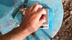 ВИНОГРАД ФЛАМІЯ . СЕЗОН 2024