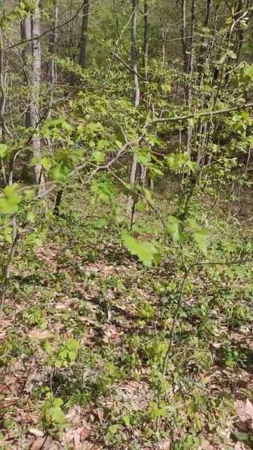 Лесные Пионы Весной 🌳🌿 смотреть онлайн