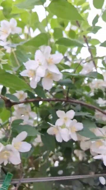 жасмин в цвету смотреть онлайн