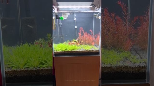Это как??? Chihiros Soil