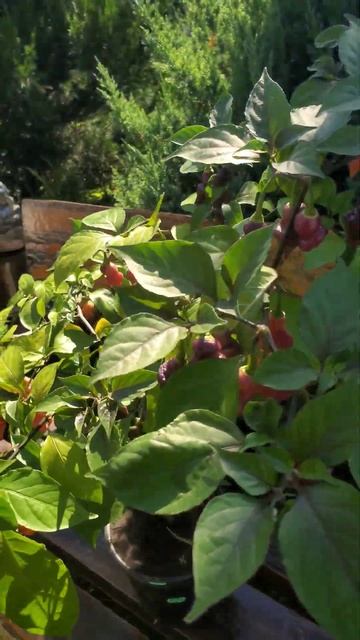 Острый перец "Fidalgo roxa". В горшке 19 августа. смотреть онлайн