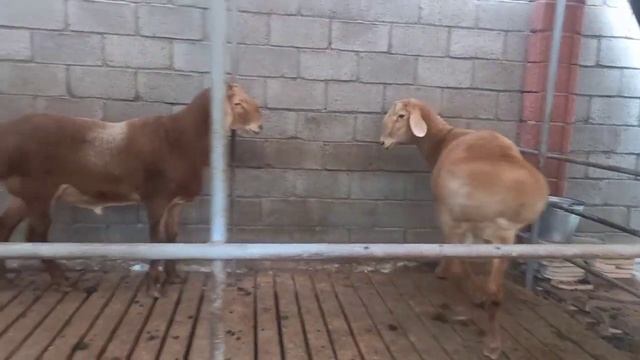 Бишкек кошкарлар адрес:Ташкент ☎️ 90 346 06 90