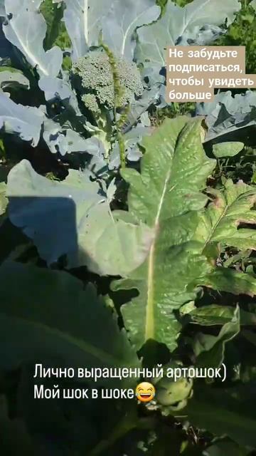 Артишоки в Сибири. #овощи#теплица#дача#каксделать #заг смотреть онлайн