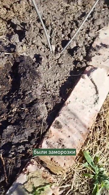 Огурцы на улице. #мульчирование #огород #природноеземл смотреть онлайн