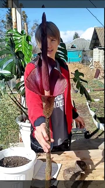 Аморфофалус, редкое цветение смотреть онлайн