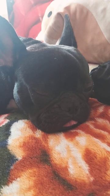 вот это лютик накачал смотреть онлайн