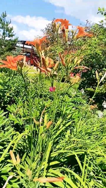 #цветы #цветоводство #сад #природа #дача #россия #красот смотреть онлайн