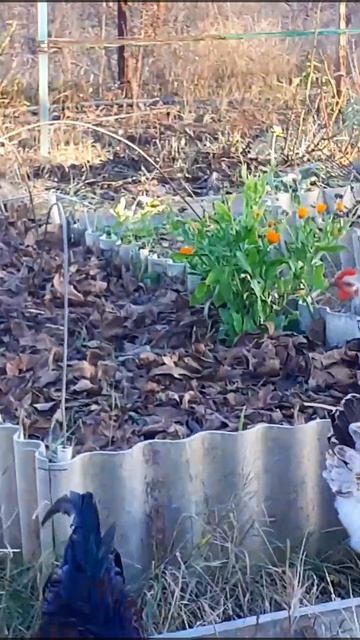 Колендулу для мазі. Calendula for ointment. #shortsvideo#shorts смотреть онлайн