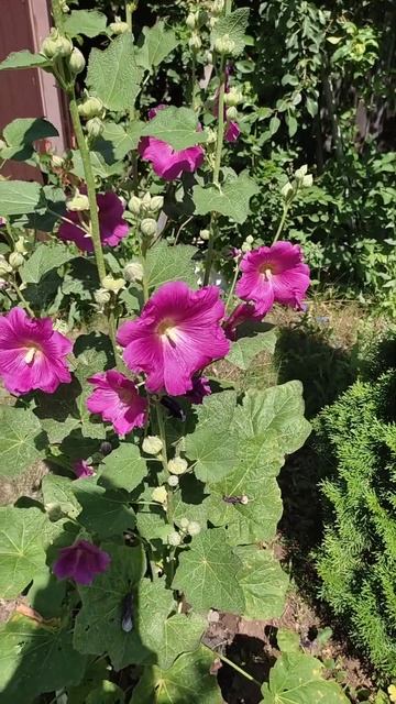 Цветы цветы #дом #garden #дача #сад #nature #цветы смотреть онлайн