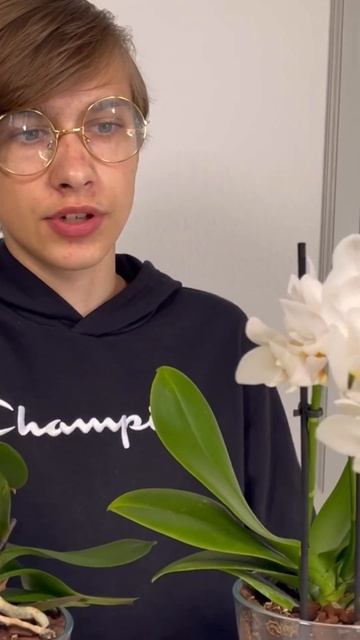 Адаптация у вазе заняла 4 месяца #orchid #orhids #phalaenopsis #цвет? смотреть онлайн