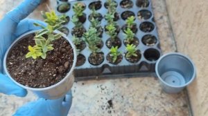 ПЕРЕСАДКА. Принялись черенки бересклетов🫒