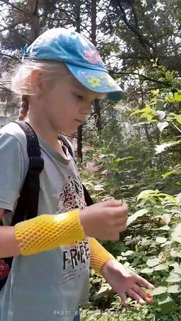 Лесная малина в маленьком лесочке у дома и бабочка пяд смотреть онлайн