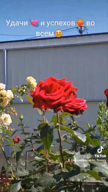 #flower #подпишись #лето #цветы #садмечты_своимируками #natur смотреть онлайн