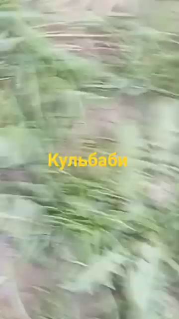 Кульбаби смотреть онлайн