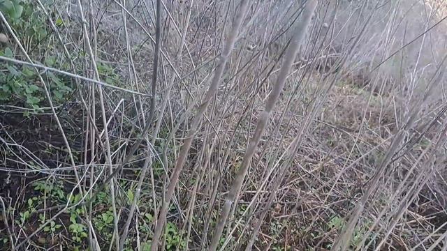 Нереальный -div мандрагор,Unreal#сад#мандрагора#море#прогу смотреть онлайн