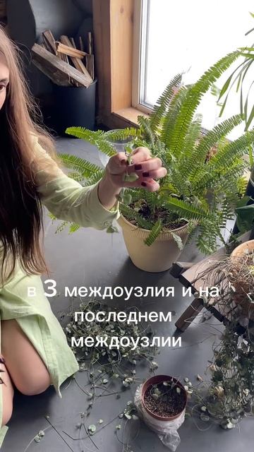 #церопегиявуду #комнатныерастения #уходзарастениями смотреть онлайн