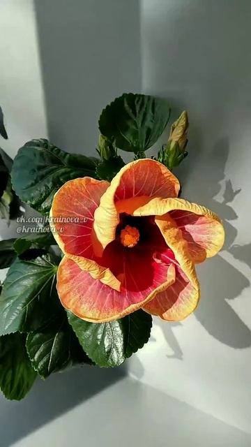 Роспуск гибискуса "Rainbow after storm" смотреть онлайн