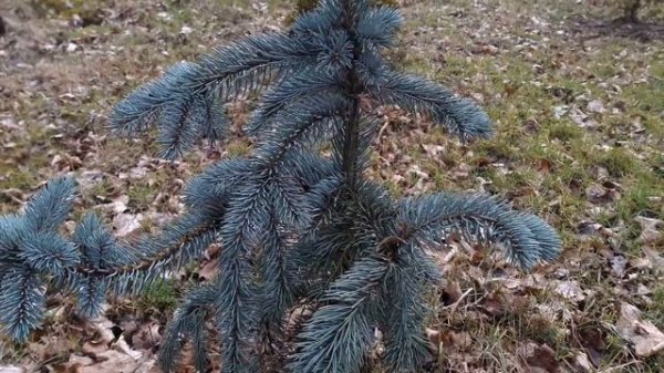 Ель колючая Хупси Hoopsii и Фэт Альберт Fat Albert. Обзор.