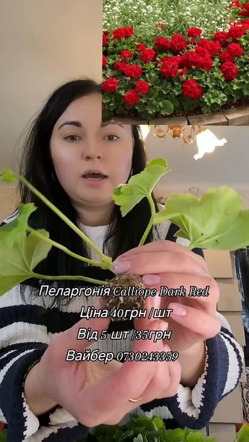#пеларгонія #каліопе #calliope смотреть онлайн