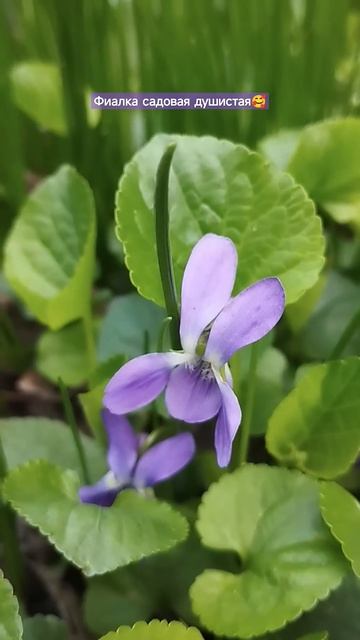 Повсюду фиалки #красота #сад #многолетники #стетхем #пр