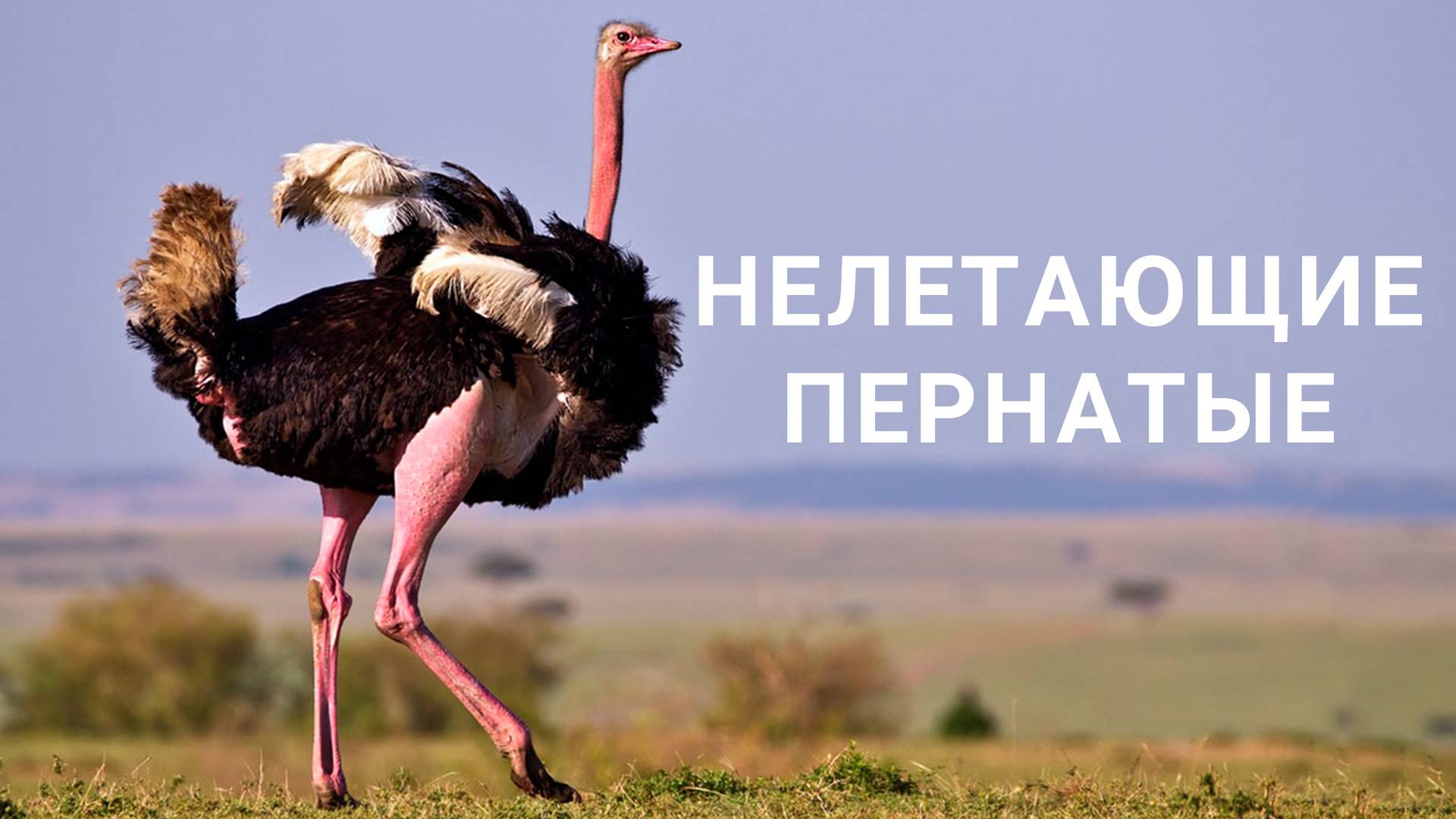 Страусы: Интересные факты про Эму, Нанду, Казуара и Страусов смотреть онлайн