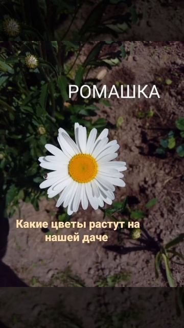 вот такие цветы растут на нашей даче смотреть онлайн