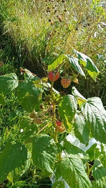 Делаем осеннюю посадку плодовоягодных растений. смотреть онлайн