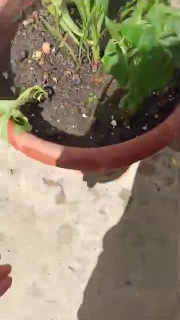 2 июня 2024 г.#ценитетрудлюдей #Мирабилиса- ночная крас смотреть онлайн