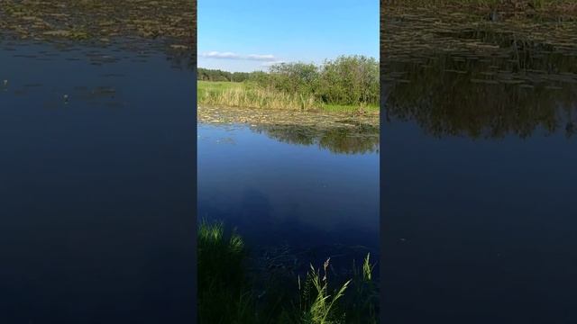 Очистка от кувшинок