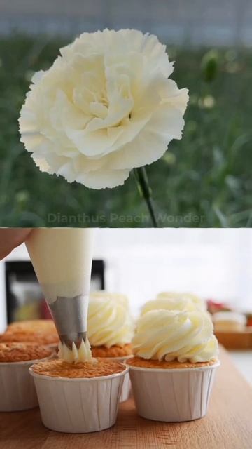 А з чим у вас асоціюються діантуси?🤔 смотреть онлайн