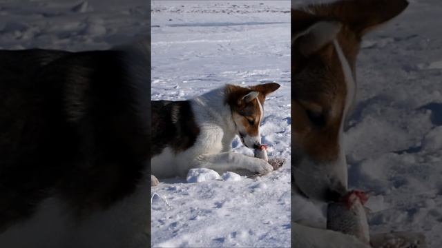 Собака ест рыбу! #рыбалка #рыба #актобе #собака #каргал? смотреть онлайн